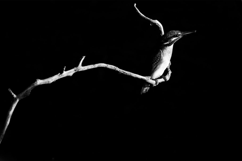 alcedo atthis, animal, bird, black and white, bw, common kingfisher, martin-pêcheur d'europe, monochrom, monochrome, noir et blanc, oiseau, wildlife