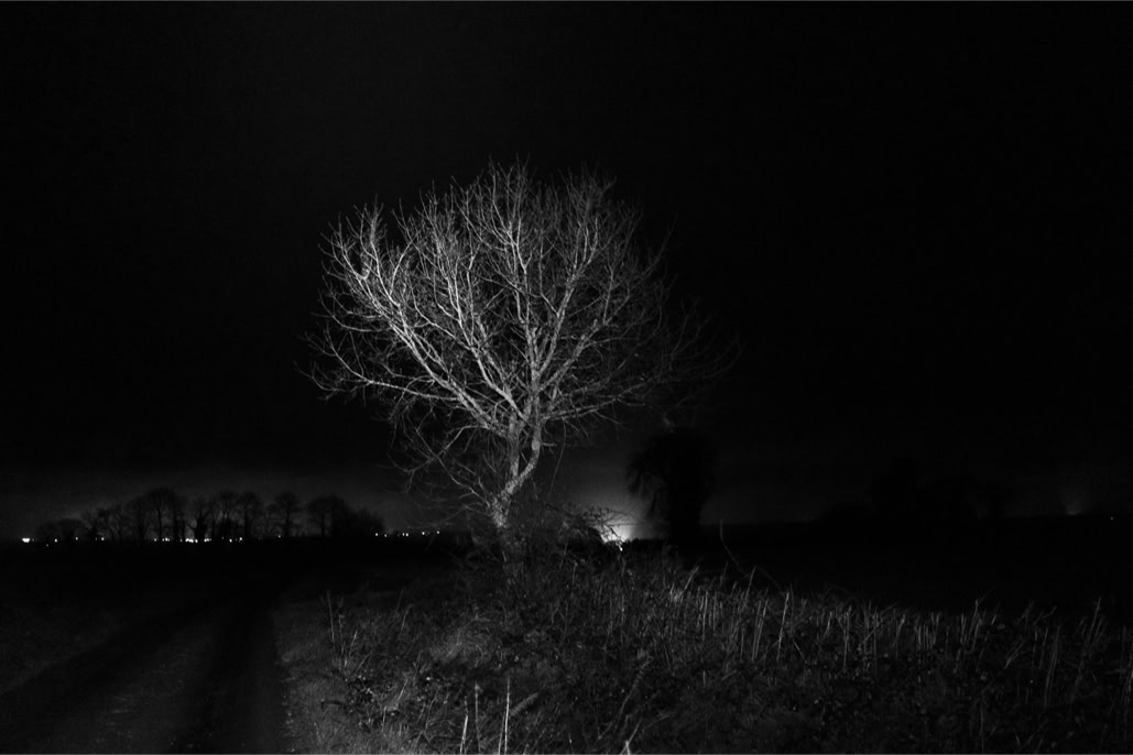 arbre, black and white, bretagne, brittany, bw, champ, chemin, diaoul, field, monochrom, monochrome, noir et blanc, path, tree
