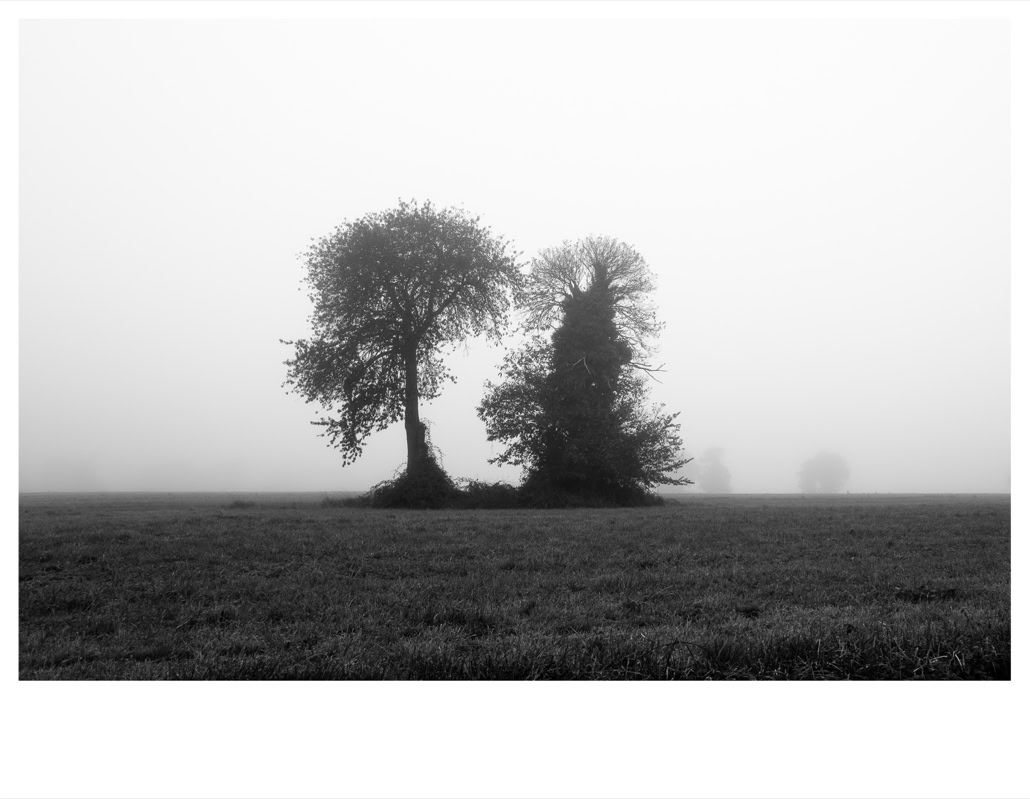 arbre, black and white, bretagne, brittany, bw, champ, field, monochrom, monochrome, noir et blanc, tree