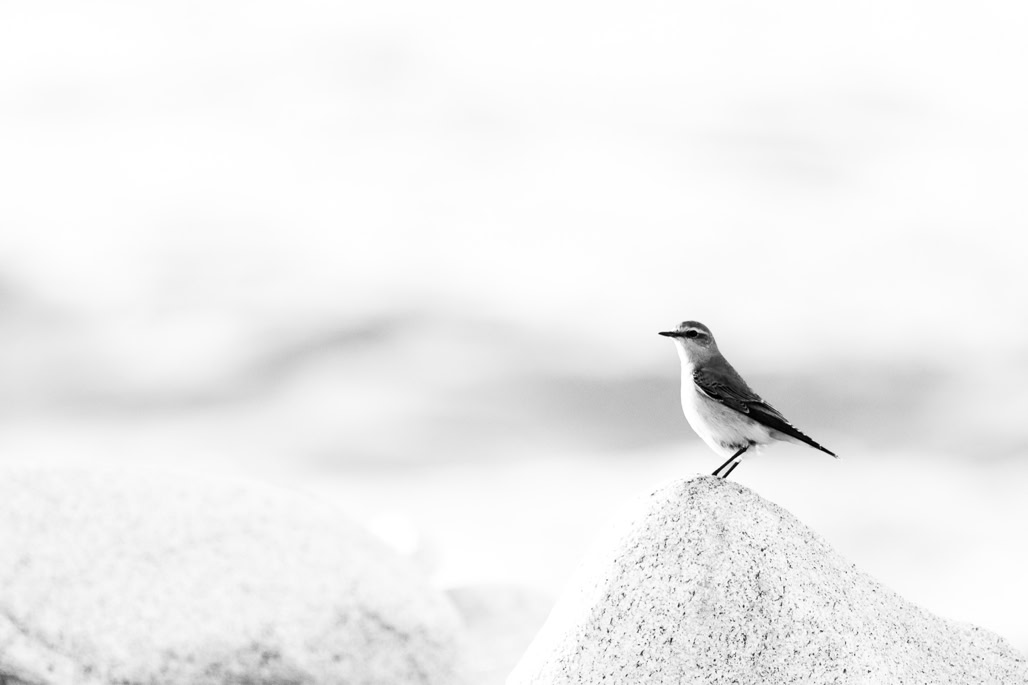 animal, bird, black and white, bw, monochrom, monochrome, noir et blanc, northern wheatear, oenanthe oenanthe, oiseau, traquet motteux, wildlife