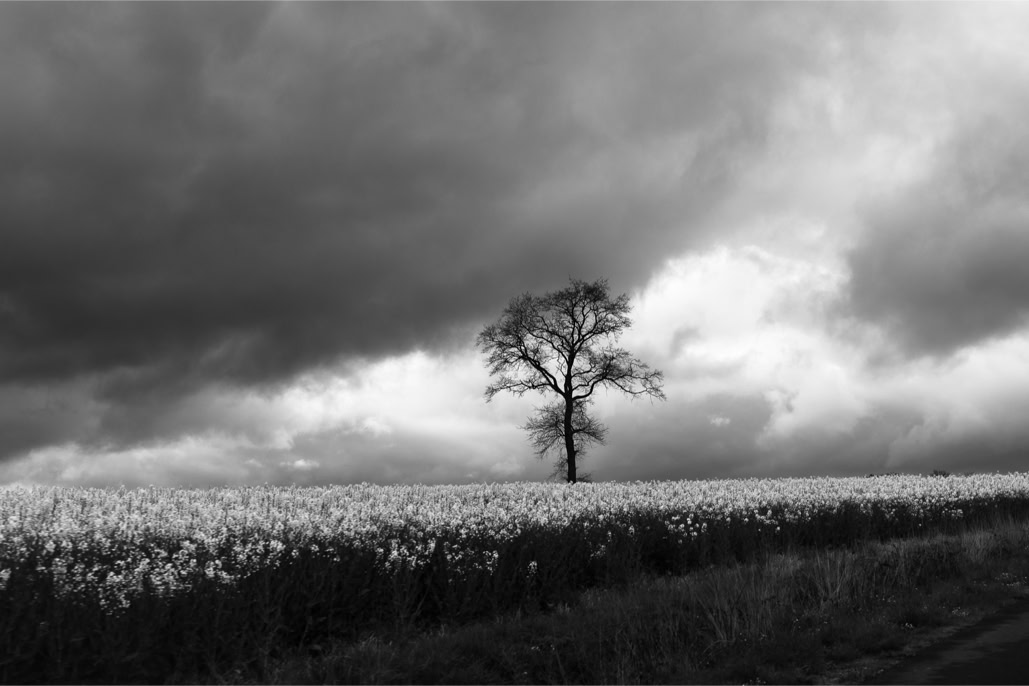 black and white, bretagne, brittany, bw, monochrom, monochrome, noir et blanc, champ, field, arbre, tree, orage, storm, nuage, cloud