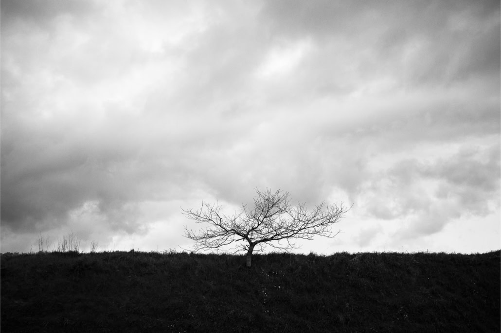 arbre, black and white, bretagne, brittany, bw, monochrom, monochrome, noir et blanc, tree