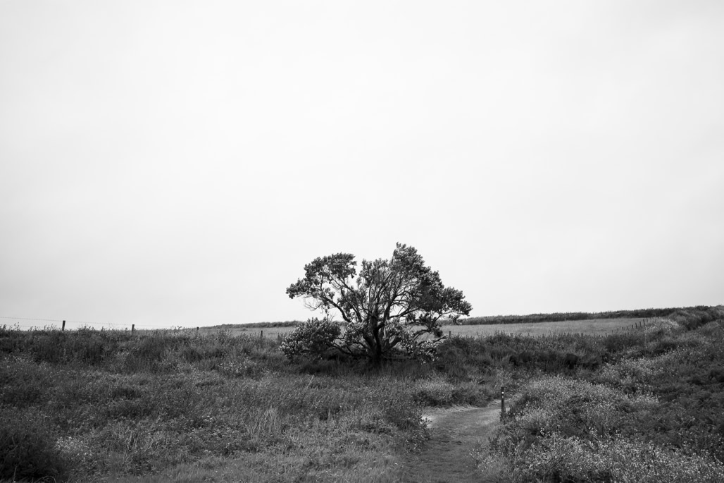 UK, arbre, black and white, bw, cornouailles, cornwall, england, lande, monochrom, monochrome, moor, noir et blanc, tree, united kingdom