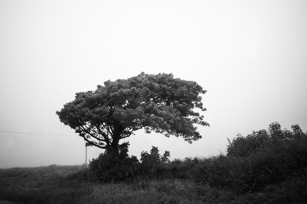 UK, arbre, black and white, bw, cornouailles, cornwall, england, monochrom, monochrome, noir et blanc, tree, united kingdom