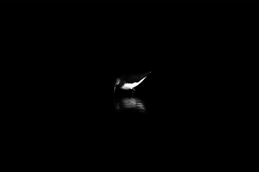 animal, bird, black and white, bw, chevalier culblanc, green sandpiper, monochrom, monochrome, noir et blanc, oiseau, tringa ochropus, wildlife