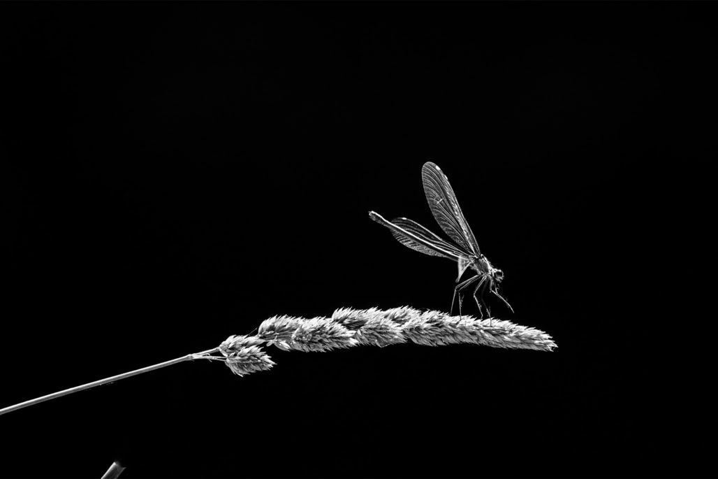 animal, banded demoiselle, black and white, bw, calopteryx splendens, calopteryx splendide, calopteryx éclatant, demoiselle, dragonfly, insect, insecte, libellule déprimée, monochrom, monochrome, noir et blanc, wildlife
