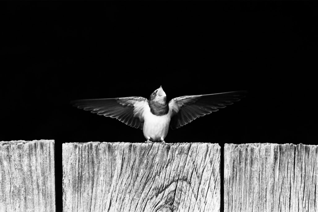 animal, barn swallow, bird, black and white, bw, hirondelle rustique, hirundo rustica, monochrom, monochrome, noir et blanc, oiseau, wildlife