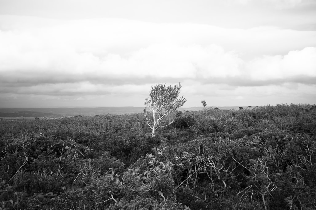 UK, arbre, black and white, bw, dartmoor, devon, england, lande, monochrom, monochrome, moor, noir et blanc, tree, united kingdom