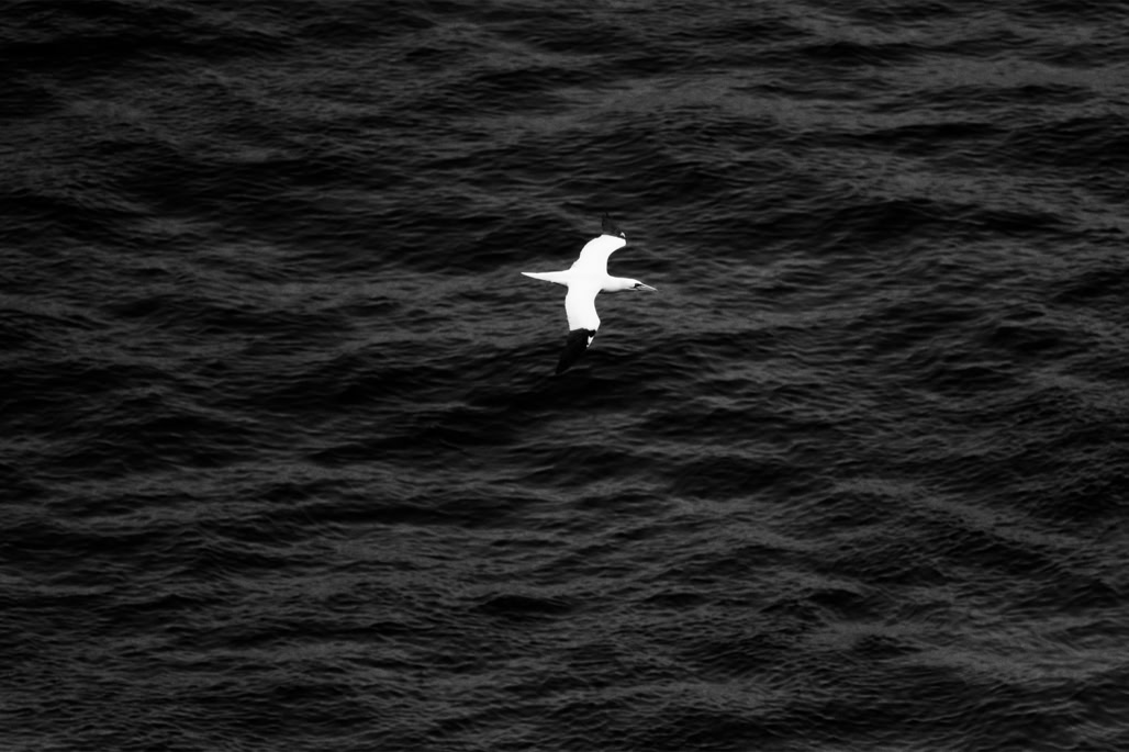 animal, bird, black and white, bw, fou de bassan, monochrom, monochrome, morus bassanus, noir et blanc, northern gannet, oiseau, wildlife