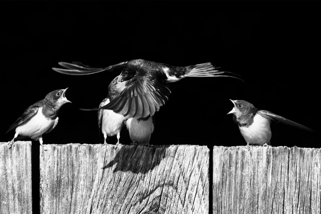 animal, barn swallow, bird, black and white, bw, hirondelle rustique, hirundo rustica, monochrom, monochrome, noir et blanc, oiseau, wildlife