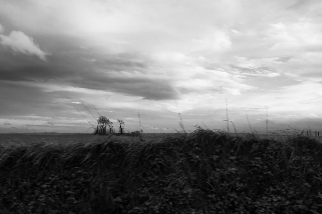 arbre, black and white, bretagne, brittany, bw, champ, diaoul, field, monochrom, monochrome, noir et blanc, tree
