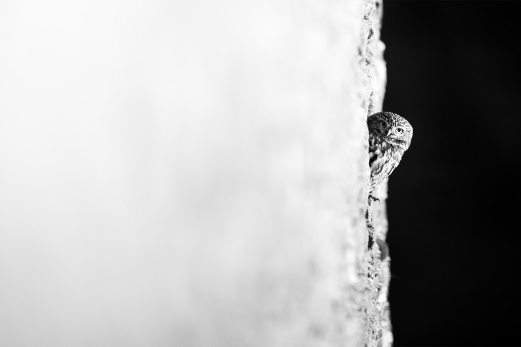 animal, athene noctua, bird, black and white, bw, chevêche d'athena, little owl, monochrom, monochrome, noir et blanc, oiseau, wildlife
