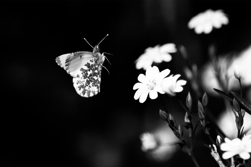 animal, anthocharis cardamines, aurore, black and white, butterfly, bw, insect, insecte, monochrom, monochrome, noir et blanc, orange tip, papillon, pieride du cresson, wildlife