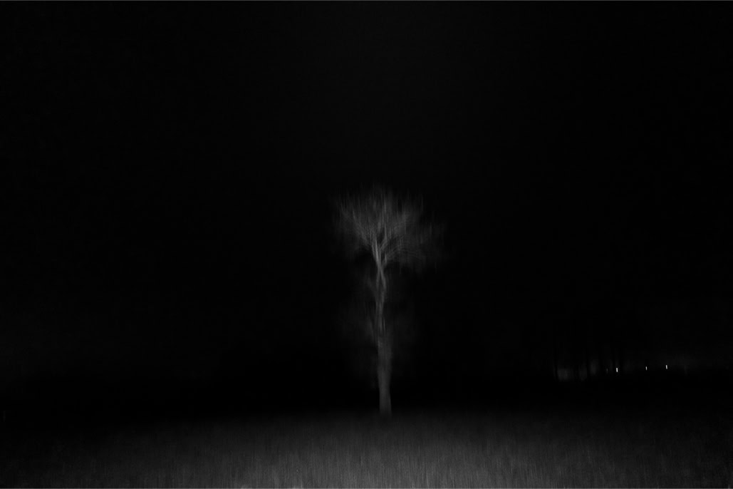 arbre, black and white, blurry, bretagne, brittany, bw, champ, diaoul, field, flou, monochrom, monochrome, noir et blanc, tree