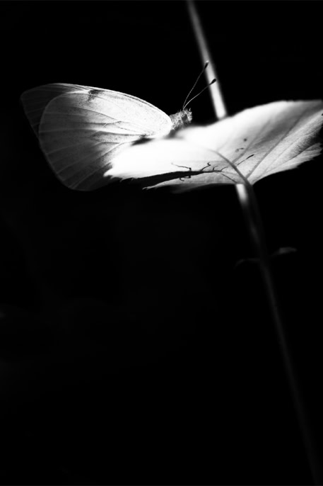 animal, black and white, butterfly, bw, green-veined white, insect, insecte, monochrom, monochrome, noir et blanc, papillon, pieris napi, piéride du navet, wildlife