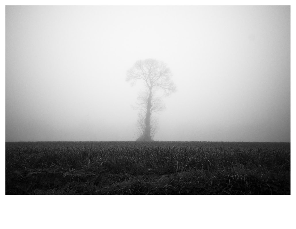 arbre, black and white, bretagne, brittany, bw, champ, field, monochrom, monochrome, noir et blanc, tree