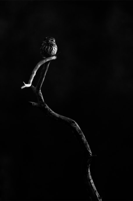 animal, athene noctua, bird, black and white, bw, chevêche d'athena, little owl, monochrom, monochrome, noir et blanc, oiseau, wildlife