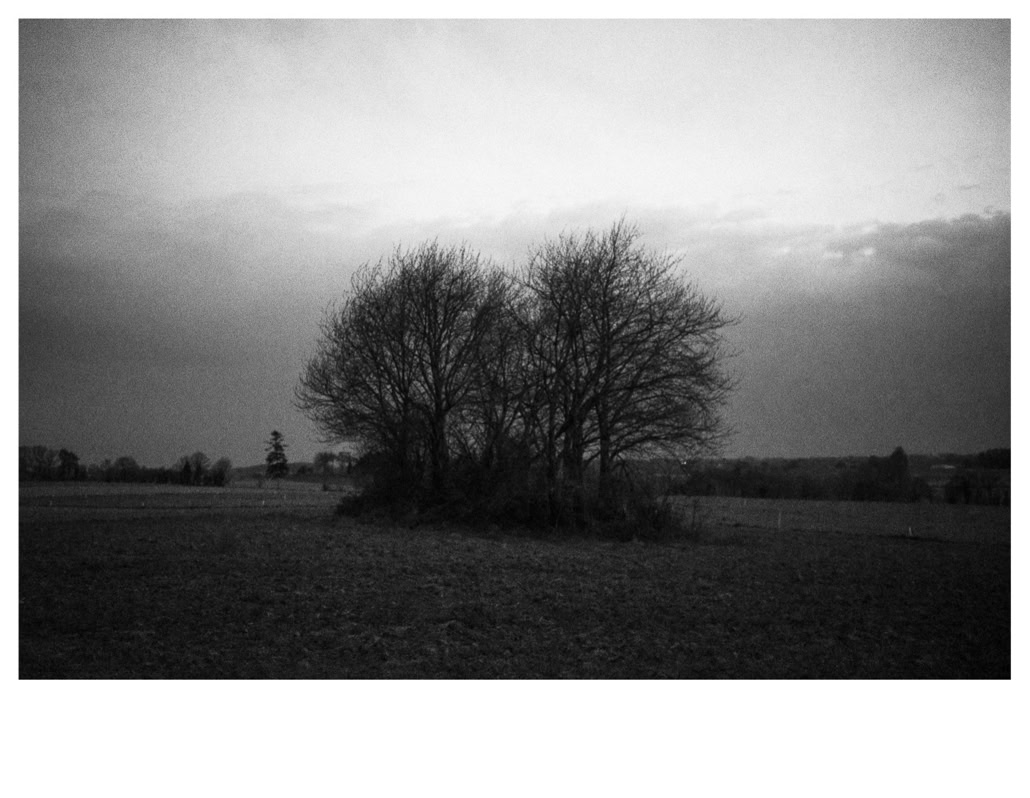 arbre, black and white, bretagne, brittany, bw, champ, field, monochrom, monochrome, noir et blanc, tree