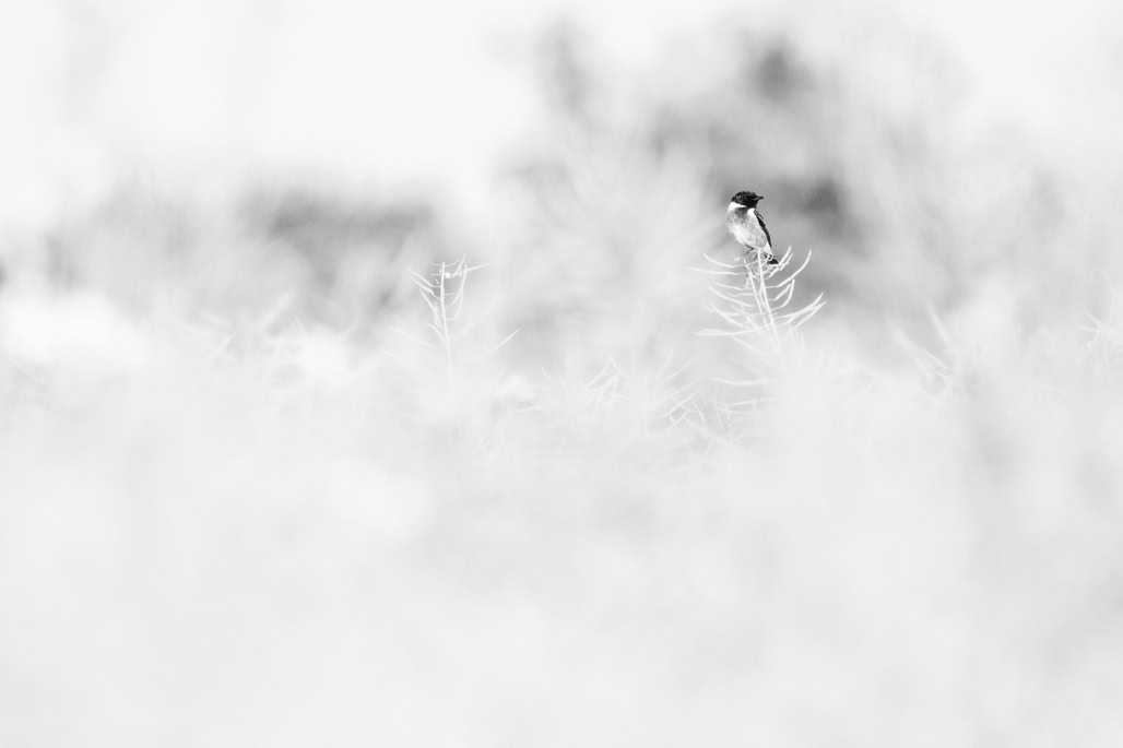 animal, bird, black and white, bw, european stonechat, monochrom, monochrome, noir et blanc, oiseau, saxicola rubicola, tarier pâtre, wildlife