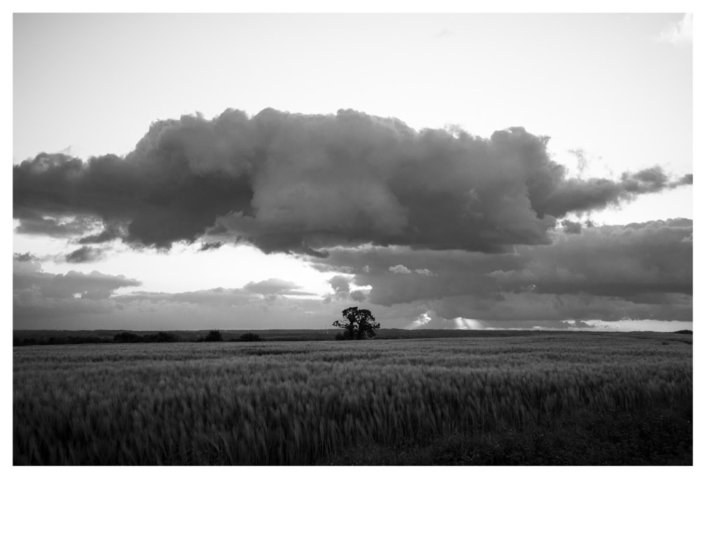 arbre, black and white, bretagne, brittany, bw, champ, cloud, field, monochrom, monochrome, noir et blanc, nuage, tree