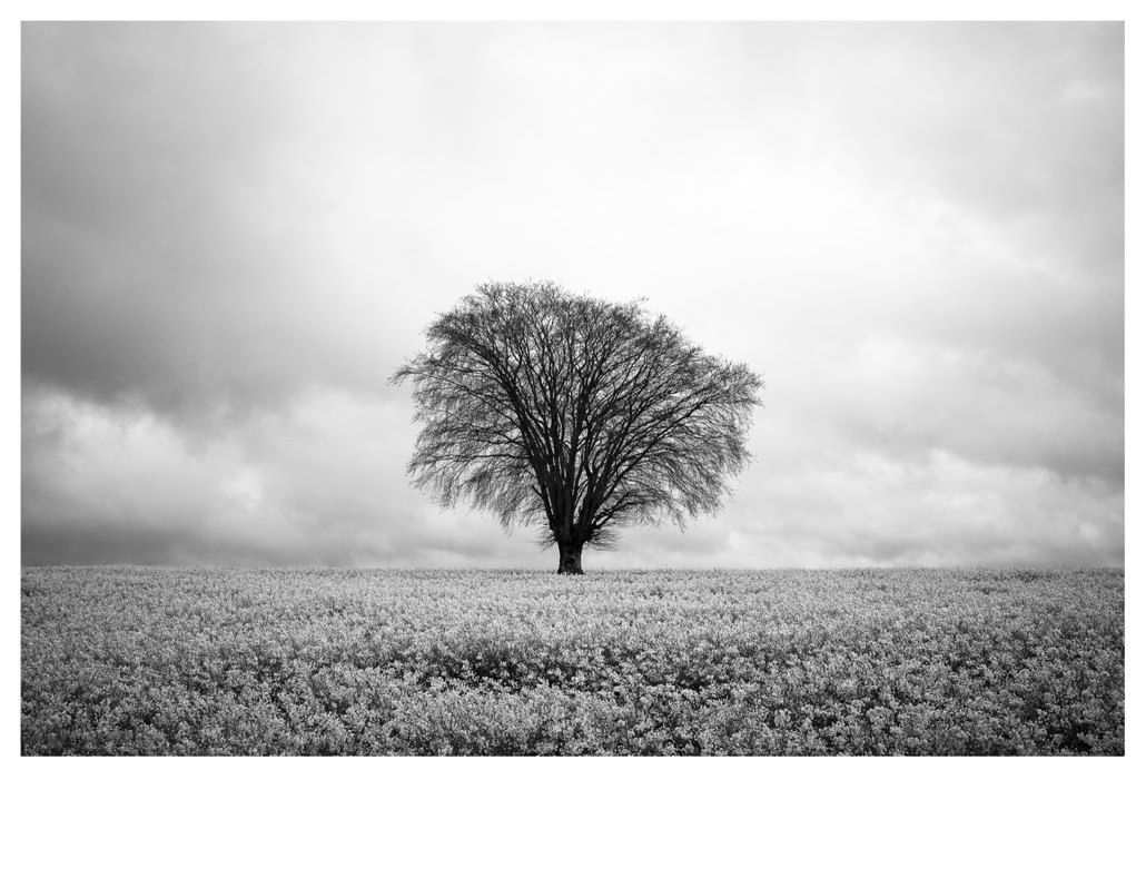 arbre, black and white, bretagne, brittany, bw, champ, field, monochrom, monochrome, noir et blanc, tree
