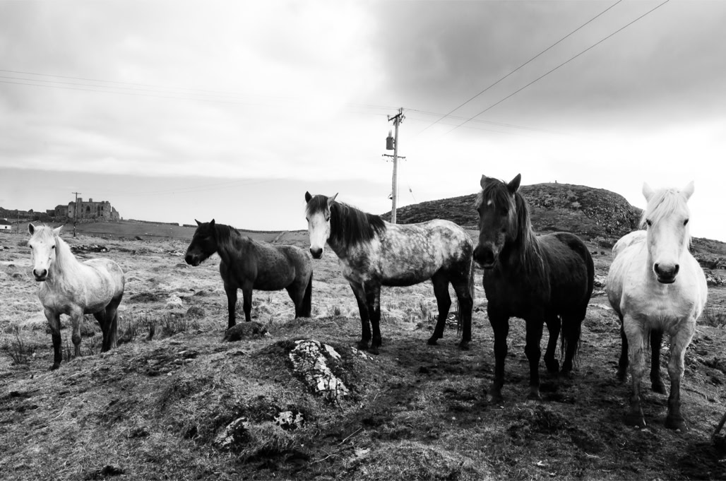 Ireland, Irlande, black and white, bw, cheval, connemara, horse, monochrom, monochrome, noir et blanc, paysage landscape