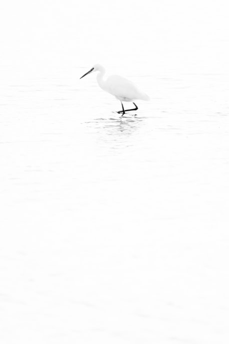 aigrette garzette, animal, bird, black and white, bw, egretta garzetta, little egret, monochrom, monochrome, noir et blanc, oiseau, wildlife