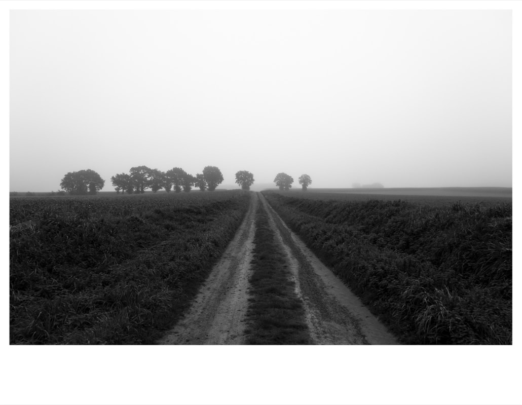 arbre, black and white, bretagne, brittany, bw, champ, chemin, field, monochrom, monochrome, noir et blanc, path, tree
