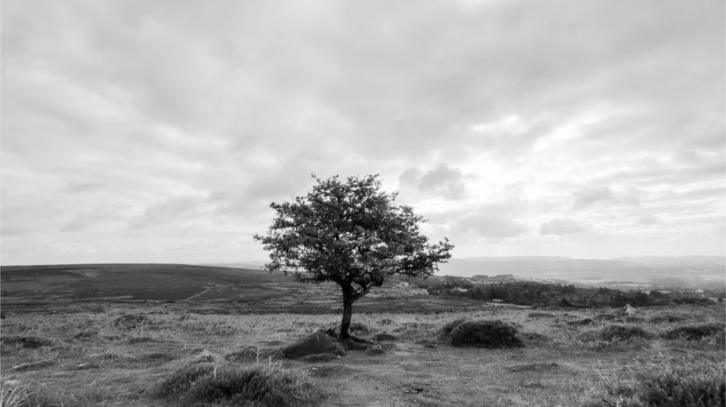 UK, arbre, black and white, bw, dartmoor, devon, england, lande, monochrom, monochrome, moor, noir et blanc, tree, united kingdom