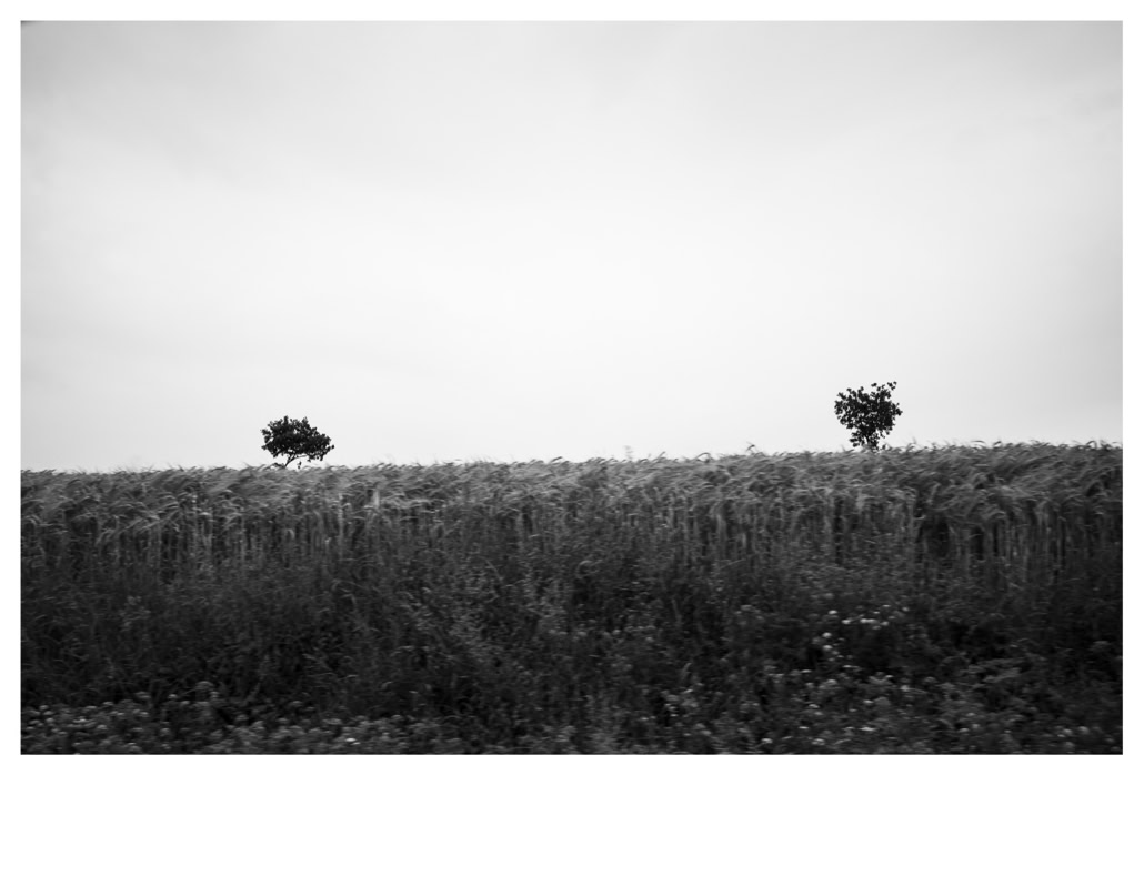 arbre, black and white, bretagne, brittany, bw, champ, field, monochrom, monochrome, noir et blanc, tree