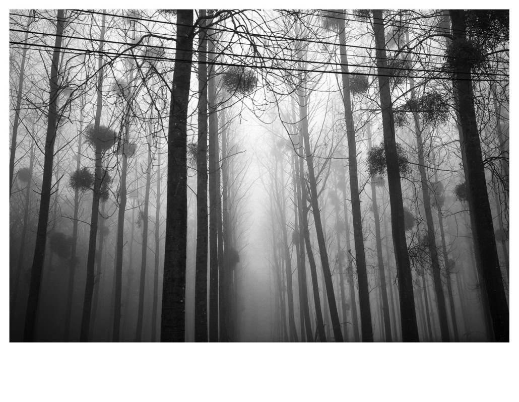 arbre, black and white, bretagne, brittany, brouillard, bw, fil électrique, fog, forest, forêt, monochrom, monochrome, noir et blanc, tree, wire