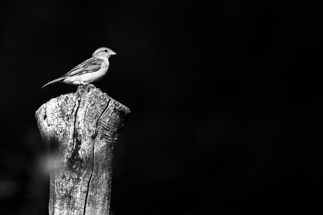 animal, bird, black and white, bw, house sparrow, moineau domestique, monochrom, monochrome, noir et blanc, oiseau, passer domesticus, wildlife