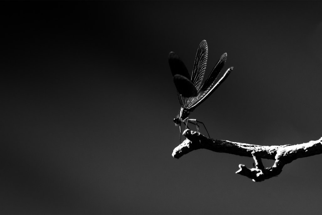 animal, banded demoiselle, black and white, bw, calopteryx splendens, calopteryx splendide, calopteryx éclatant, demoiselle, dragonfly, insect, insecte, libellule déprimée, monochrom, monochrome, noir et blanc, wildlife