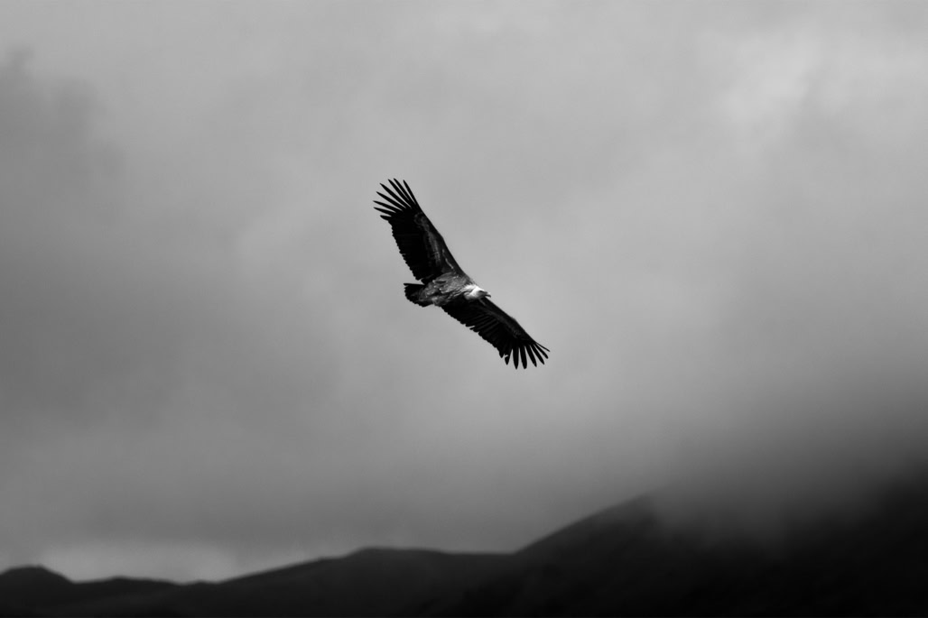 animal, bird, black and white, bw, griffon vulture, gyps fulvus, monochrom, monochrome, noir et blanc, oiseau, vautour fauve, wildlife