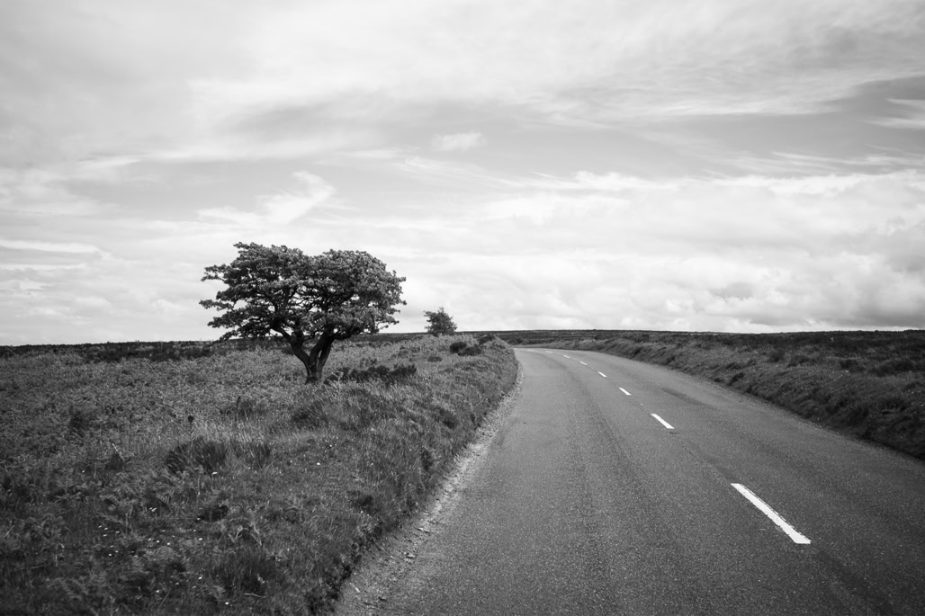UK, arbre, black and white, bw, devon, england, lande, monochrom, monochrome, moor, noir et blanc, road, route, tree, united kingdom