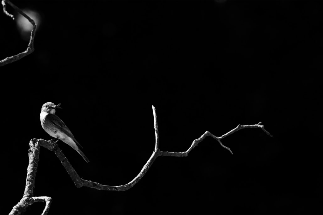 animal, bird, black and white, bw, gobemouche gris, monochrom, monochrome, muscicapa striata, noir et blanc, oiseau, spotted flycatcher, wildlife