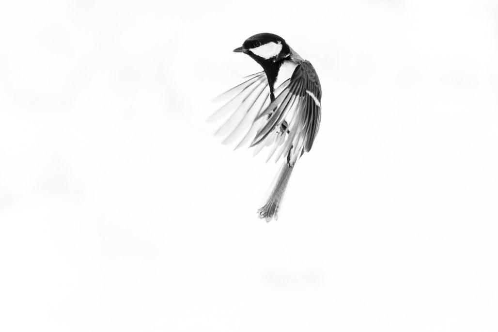 animal, bird, black and white, bw, great tit, monochrom, monochrome, mésange charbonnière, noir et blanc, oiseau, parus major, wildlife