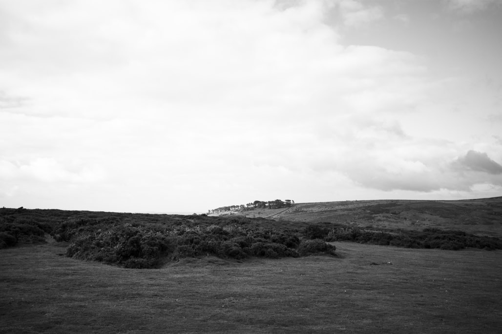 UK, arbre, black and white, bw, dartmoor, devon, england, lande, monochrom, monochrome, moor, noir et blanc, tree, united kingdom