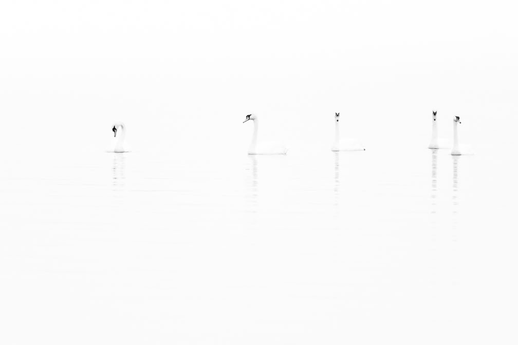 nature, oretail photography, olivier retail, noir et blanc, black and white, nature, wildlife, oiseau, bird, faune sauvage, cygne tuberculé