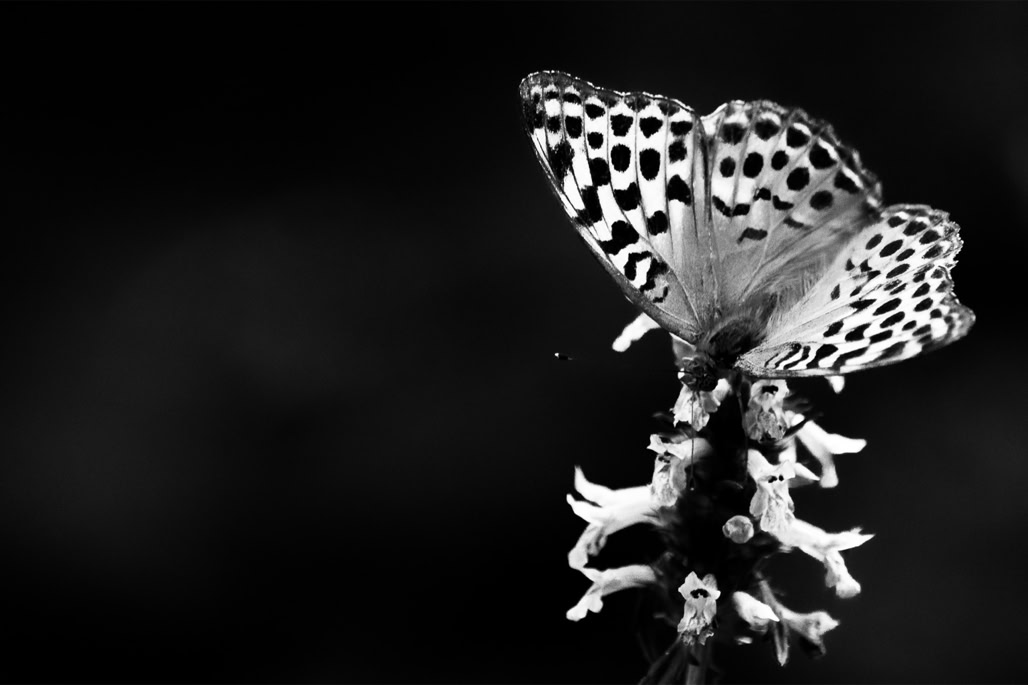 animal, argynnis paphia, barre argentée, black and white, butterfly, bw, empereur, insect, insecte, monochrom, monochrome, nacré vert, noir et blanc, papillon, silver-washed fritillary, tabac d'espagne, wildlife