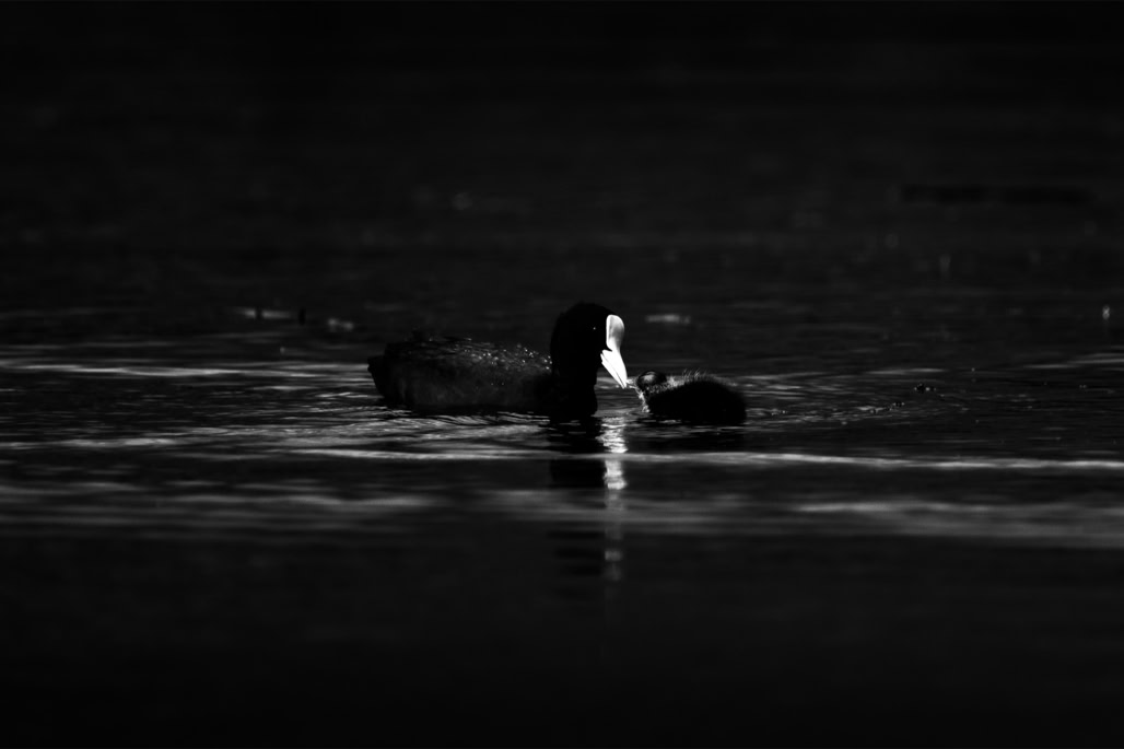 animal, bird, black and white, bw, eurasian coot, foulque macroule, fulica atra, monochrom, monochrome, noir et blanc, oiseau, wildlife