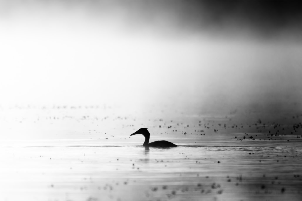 animal, bird, black and white, bw, great crested grebe, grèbe huppé, monochrom, monochrome, noir et blanc, oiseau, podiceps cristatus, wildlife
