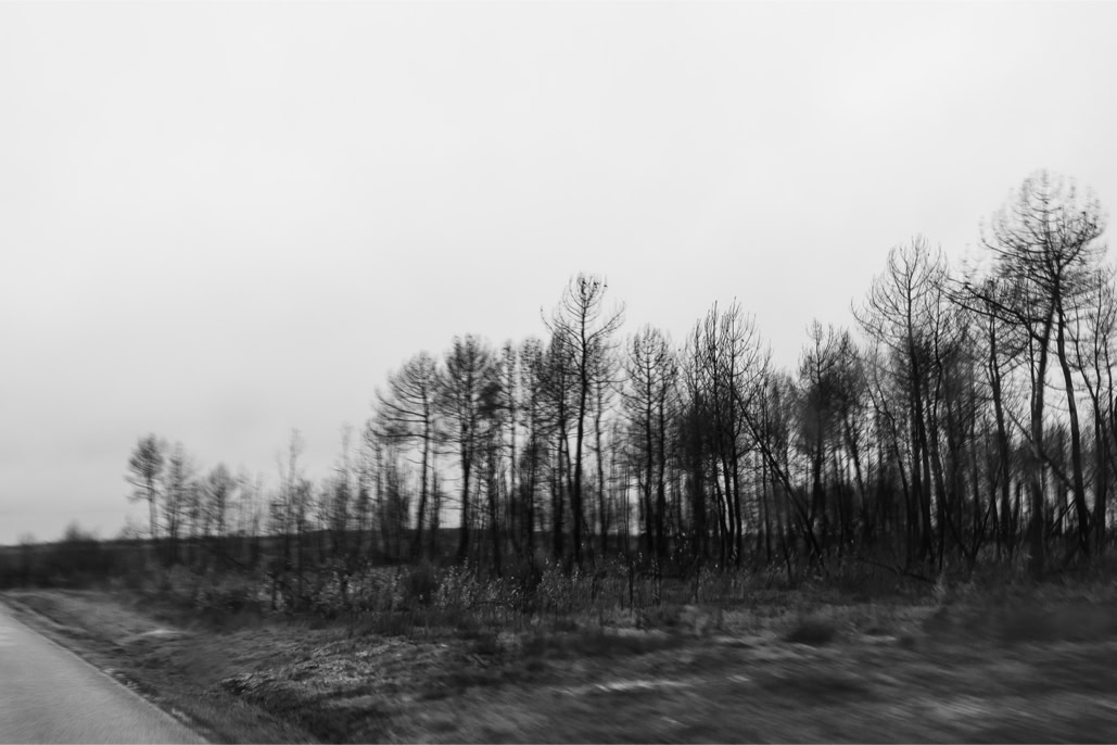 arbre, black and white, bretagne, brittany, bw, diaoul, lande, monochrom, monochrome, moor, noir et blanc, tree