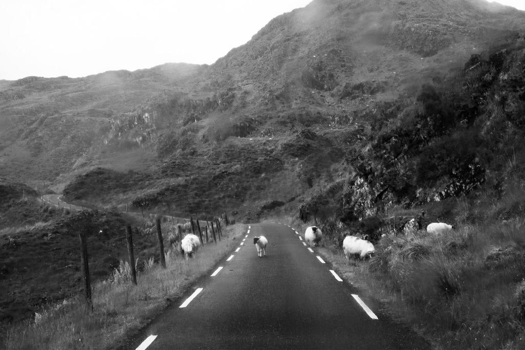Ireland, Irlande, black and white, bw, kerry, monochrom, monochrome, mouton, noir et blanc, oretail photography, road, route, sheep