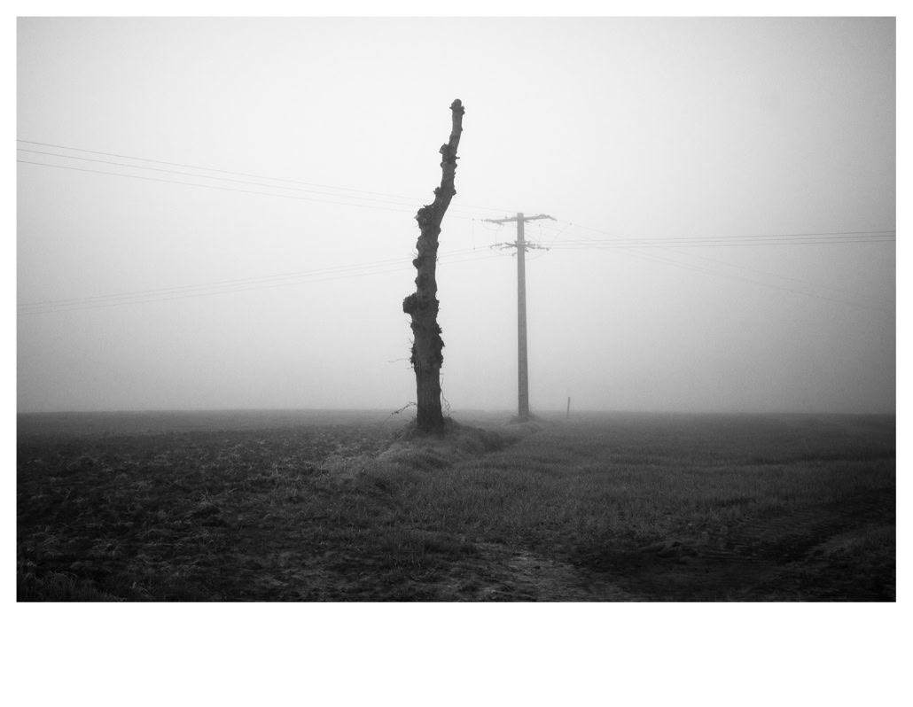 arbre, black and white, bretagne, brittany, bw, champ, field, fil électrique, monochrom, monochrome, noir et blanc, pole, poteau, road, route, tree, wire