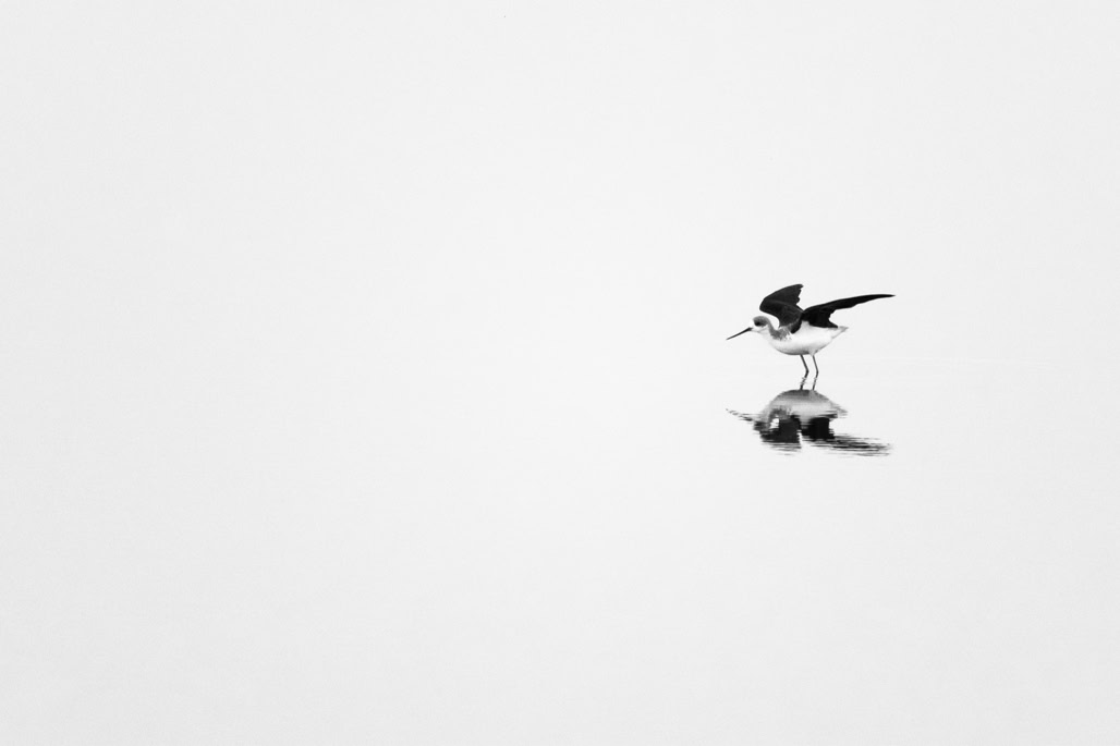 animal, bird, black and white, black-winged stilt, bw, himantopus himantopus, monochrom, monochrome, noir et blanc, oiseau, wildlife, échasse blanche