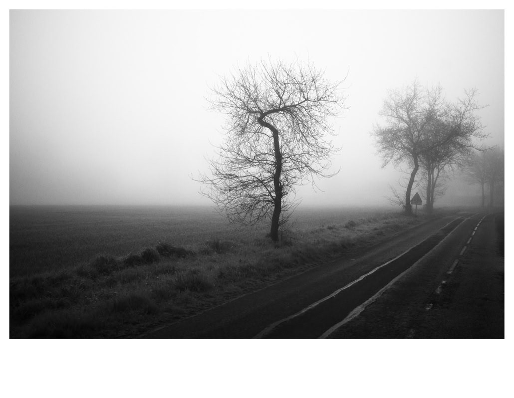 arbre, black and white, bretagne, brittany, bw, champ, field, monochrom, monochrome, noir et blanc, road, route, tree