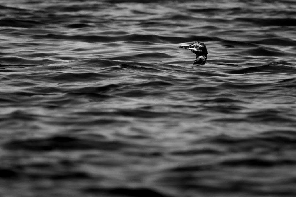 animal, bird, black and white, bw, cormoran huppé, european shag, monochrom, monochrome, noir et blanc, oiseau, phalacrocorax aristotelis, wildlife