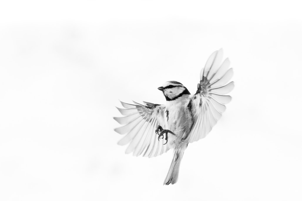 animal, bird, black and white, bw, cyanistes caeruleus, eurasian blue tit, monochrom, monochrome, mésange bleue, noir et blanc, oiseau, wildlife