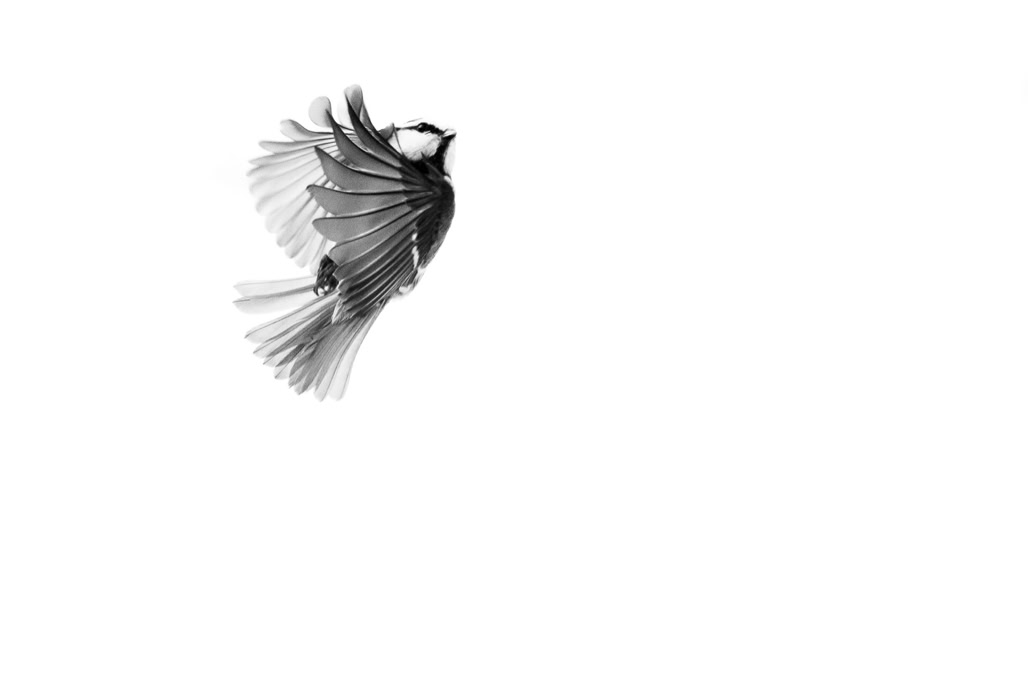 animal, bird, black and white, bw, cyanistes caeruleus, eurasian blue tit, monochrom, monochrome, mésange bleue, noir et blanc, oiseau, wildlife